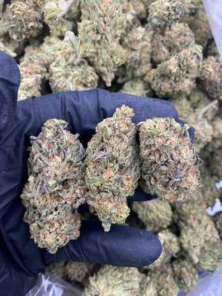 FROSTED GELATO