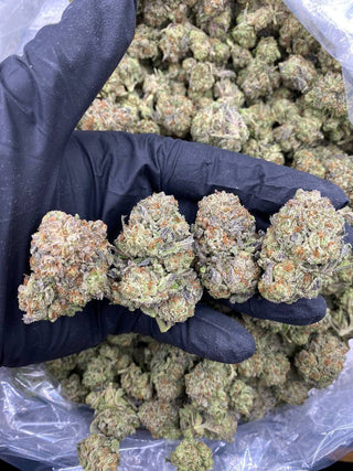 GELATO FRITTER