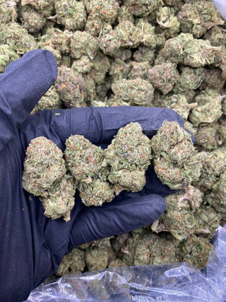 GELATO 33