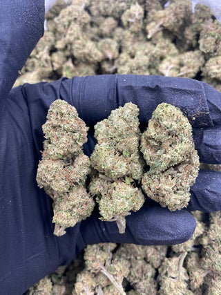 WHITE WIDOW