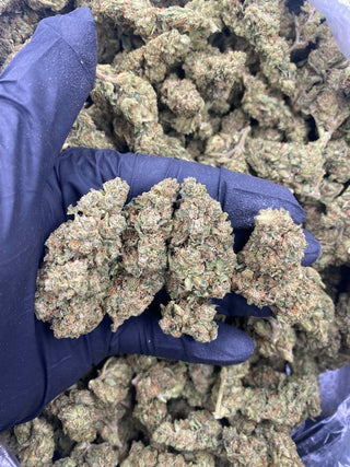 JACK HERER