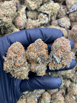 INDOOR PLATINUM BUBBA