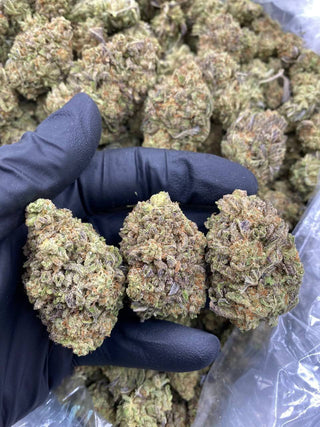 MASTER ALIEN COOKIES
