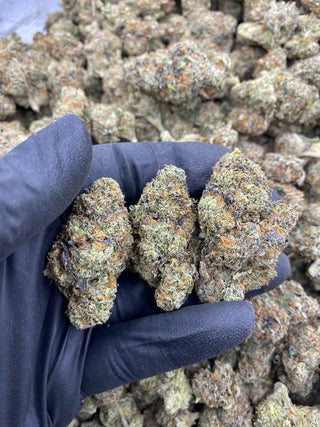 GOBSTOPPERS