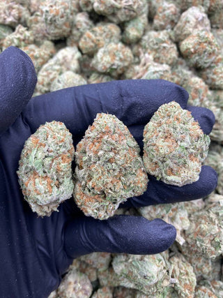 PAPAYA PUNCH